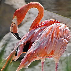 фото "Розовый Фламинго"