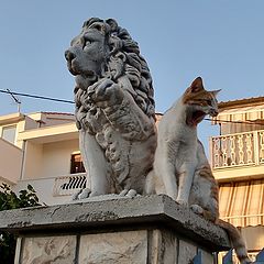 фото "two lions"