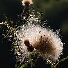 photo "Ballerina fluff! :-)"