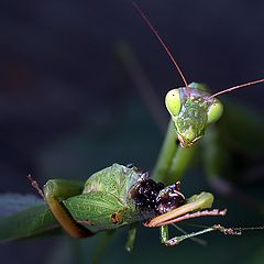 photo "макро,богомол,кузнечик"