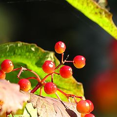 photo "Viburnum opulus"