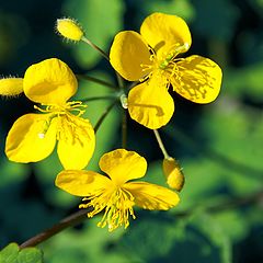 photo "Yellow flowers..."