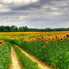 photo "Sunny road on a cloudy day"