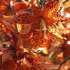 photo "Lilium tigrinum"