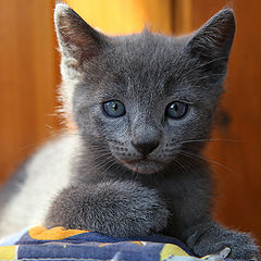 photo "kitten"