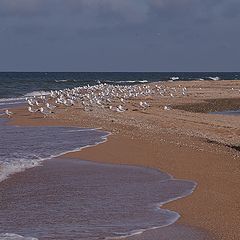 фото "Чайки."