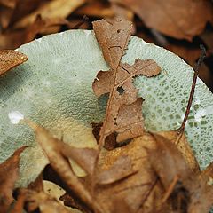 photo "Mushroom Geometry"