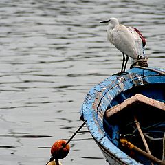 фото "the guardian of the boat"