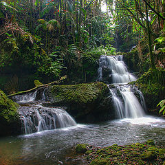 photo "In a jungle"