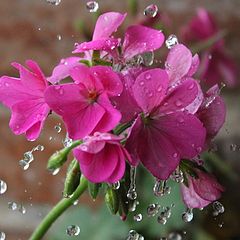 фото "Watering some pink flowers"