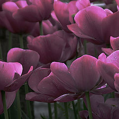 photo "The Tulips in Twilight"