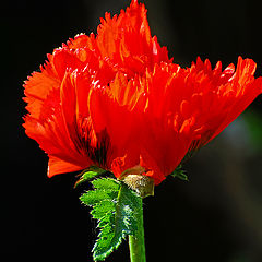 photo "the red papaver"