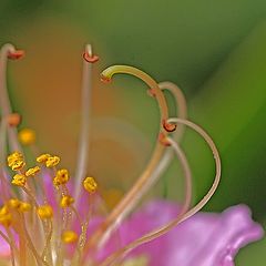 фото "Crape Myrtle Blossom"