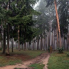 фото "Утро в сосновом лесу"