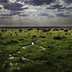 фото "Дикие буйволы"