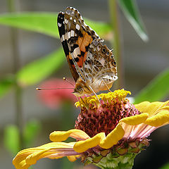 photo "Vanessa cardui"