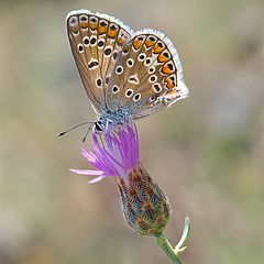 photo "Papillon"