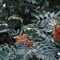 фото "Orange Berries..."