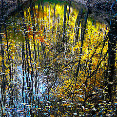 photo "Treasure of the forest"