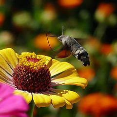 фото "Hummingbird Hawk-moth - Macroglossum stellatarum"