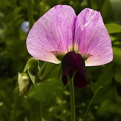 photo "Velvet humble handkerchief"