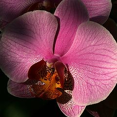 photo "Orchids #8"