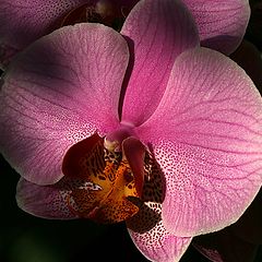 фото "Orchids #8"