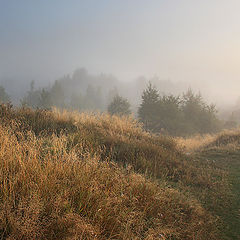 фото "За грибами"