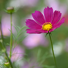 photo "flower"