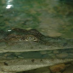 photo "Crocodil"
