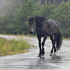 photo "Alone, disappearing into the rain."