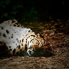 photo "Panthera pardus orientalis"