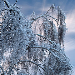 photo "Ice Forms"