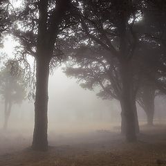 photo "Forest in the clouds"