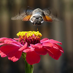 фото "Hummingbird Hawk-moth - Macroglossum stellatarum"
