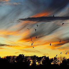 photo "Feathers"