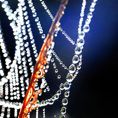 photo "***"