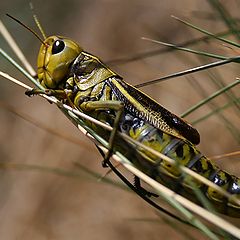 photo "grasshopper"