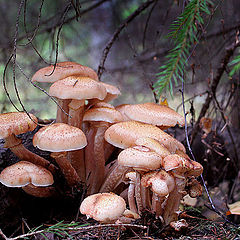 photo "Mushrooms. Close-knit family."