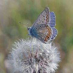 photo "макро,голубянка"