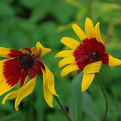 фото "windy"