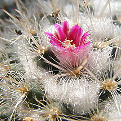 photo "Nature"