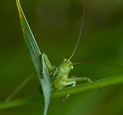 фото "кузнечик"