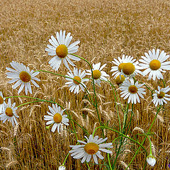 photo "Field daisies"