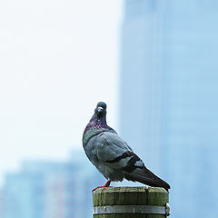 photo "A pigeon's portrait in cloudy weather."
