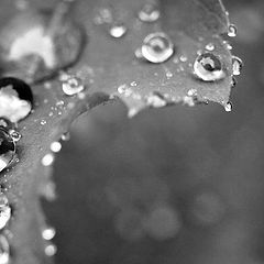 photo "Drops"