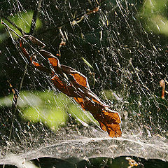 photo "Autumn is in the trap"