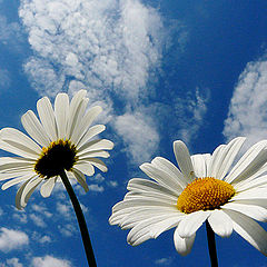 photo "Daisies"