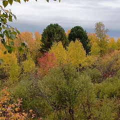 photo "colour autumn"