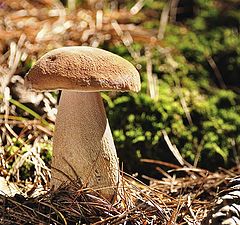 photo "Mushrooms in a square 2"